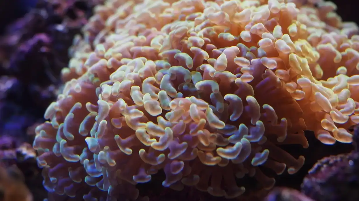 Learn these mind-blowing hammer coral facts to know more about this ocean-dwelling animal!