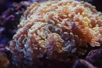 Learn these mind-blowing hammer coral facts to know more about this ocean-dwelling animal!