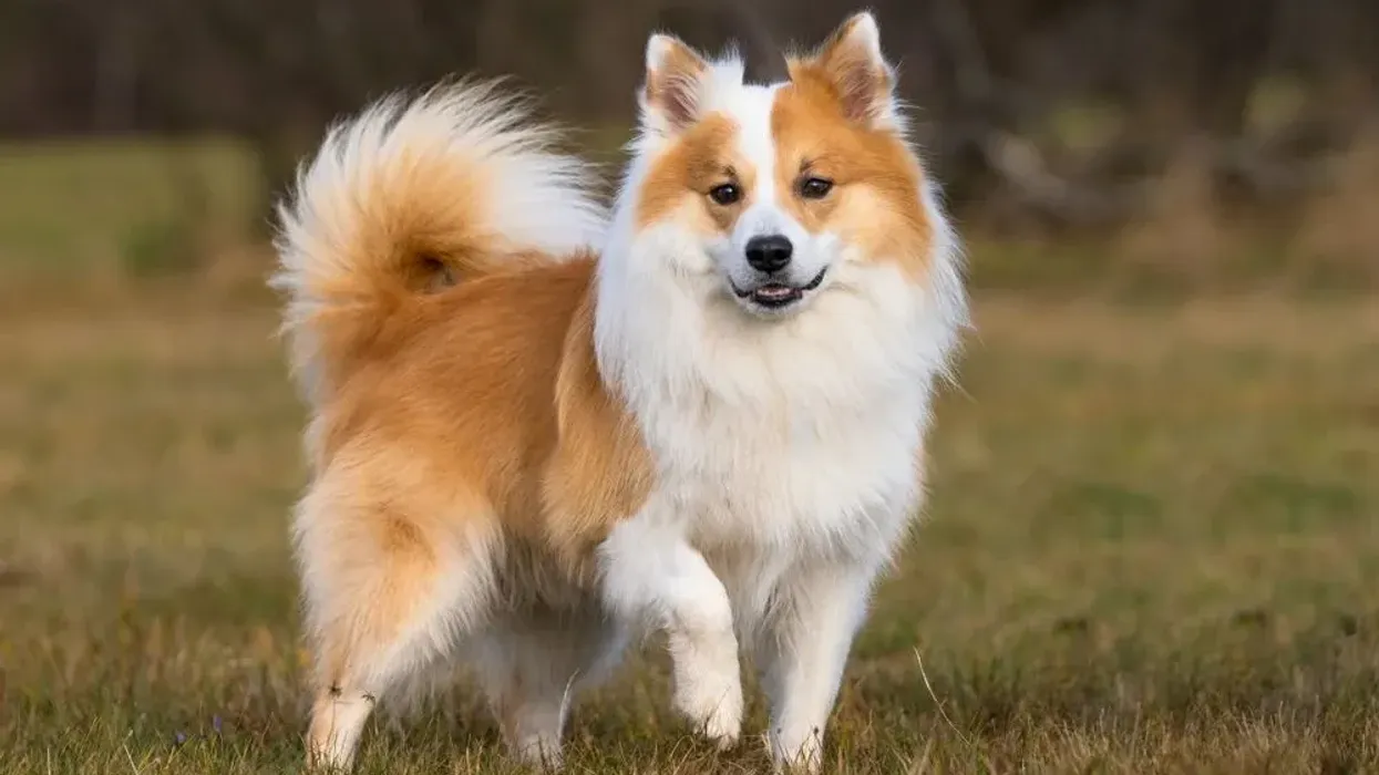Learning Icelandic sheepdog facts will make you want to learn about Iceland.