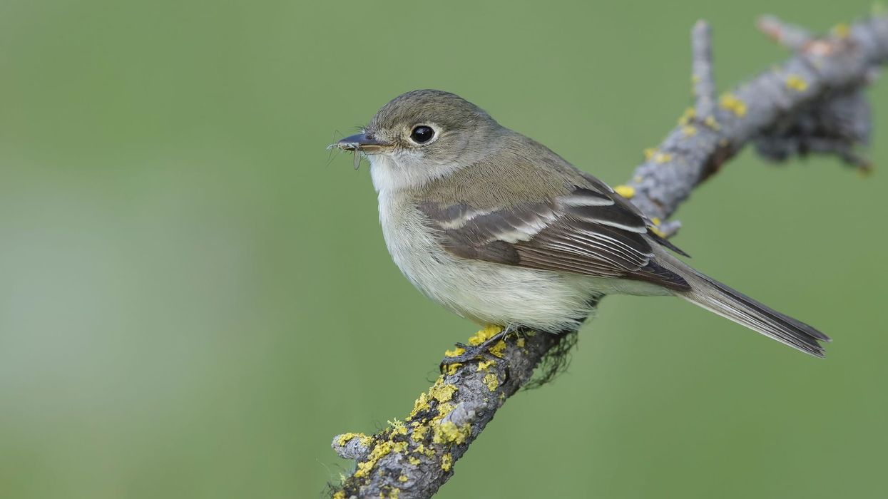 Least flycatcher facts are interesting to read.