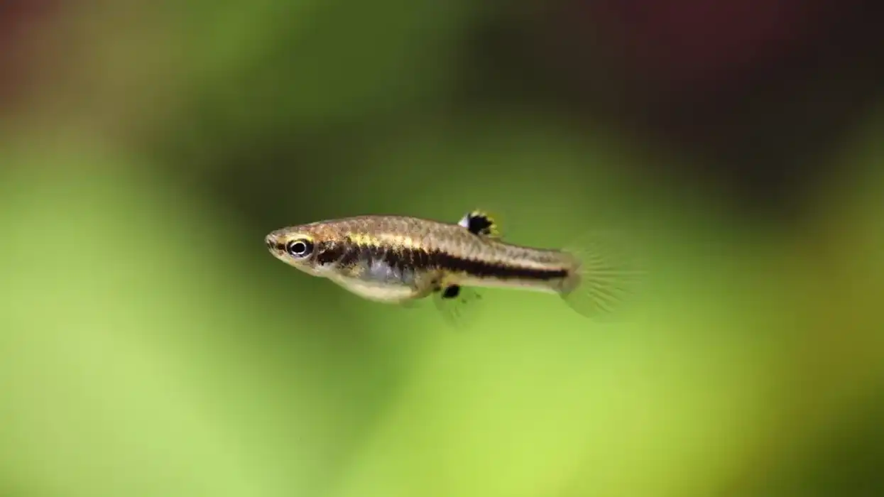 Least killifish facts are amazing.