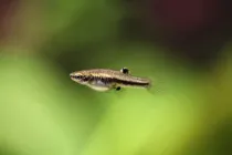 Least killifish facts are amazing.