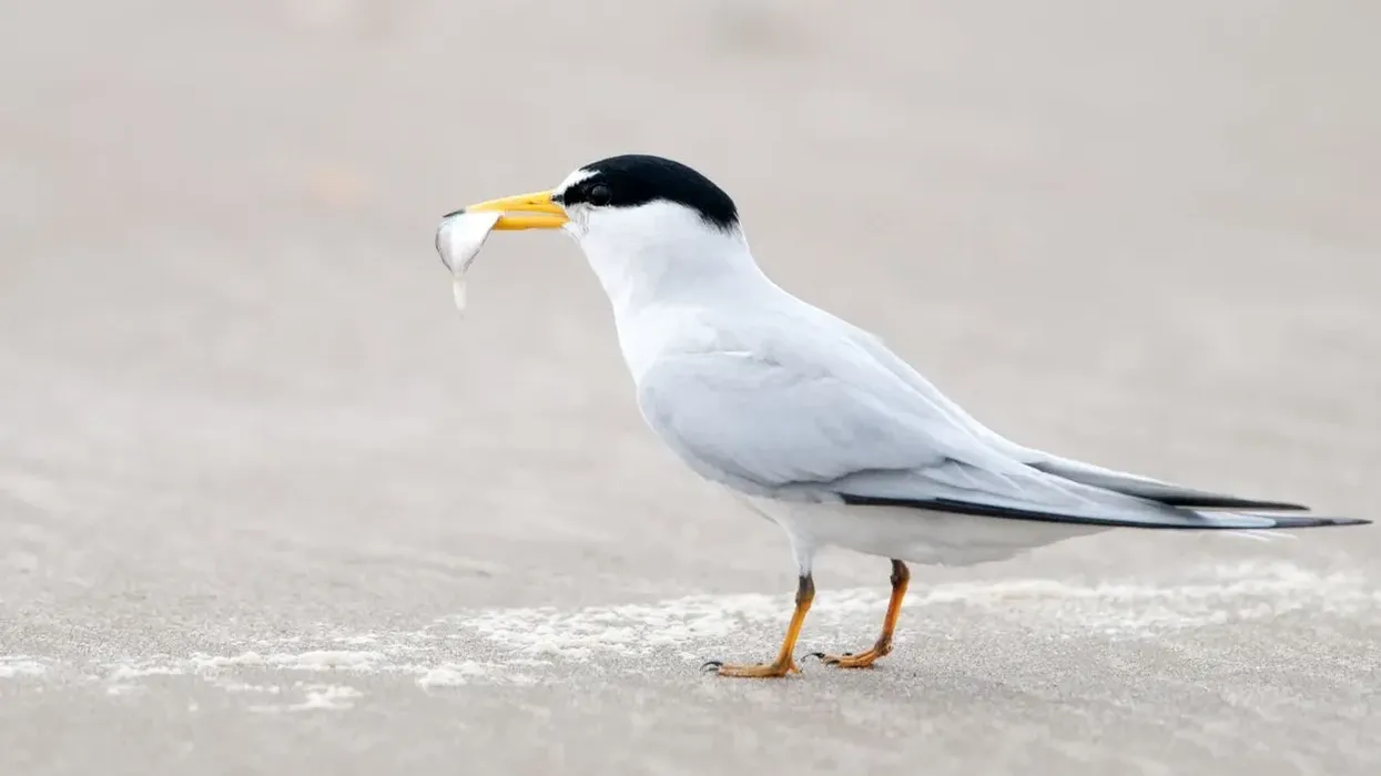 Least tern facts are informative.