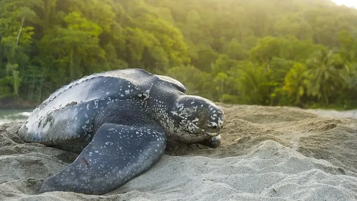 Leatherback sea turtle facts, like they are a sea turtle species that don't have a hard shell, are interesting.