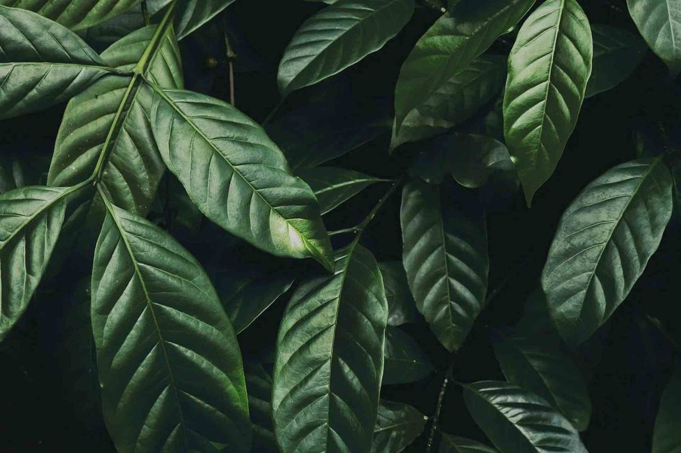 leaves are responsible for photosynthesis