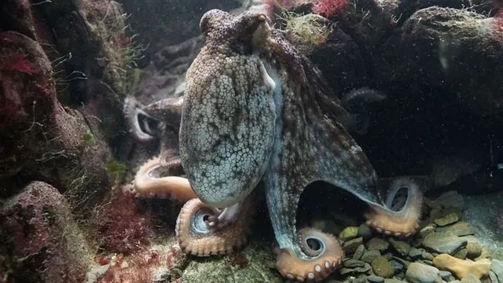 Legends of the Kraken could have originated from sightings of giant squids.