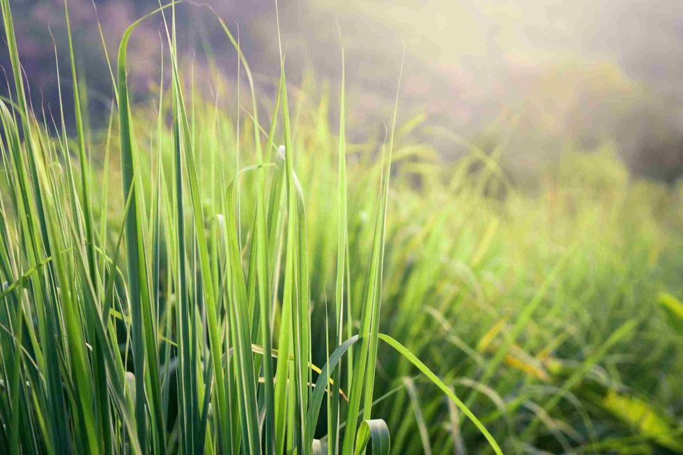 Lemongrass in a wooden shovel