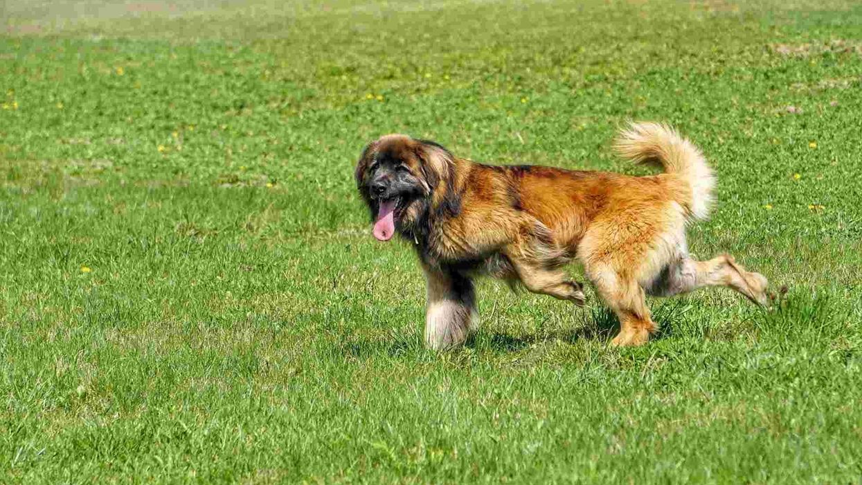 Leonberger facts such as they come in hues of brown and have a thick double coat to protect them in cold weather are interesting.