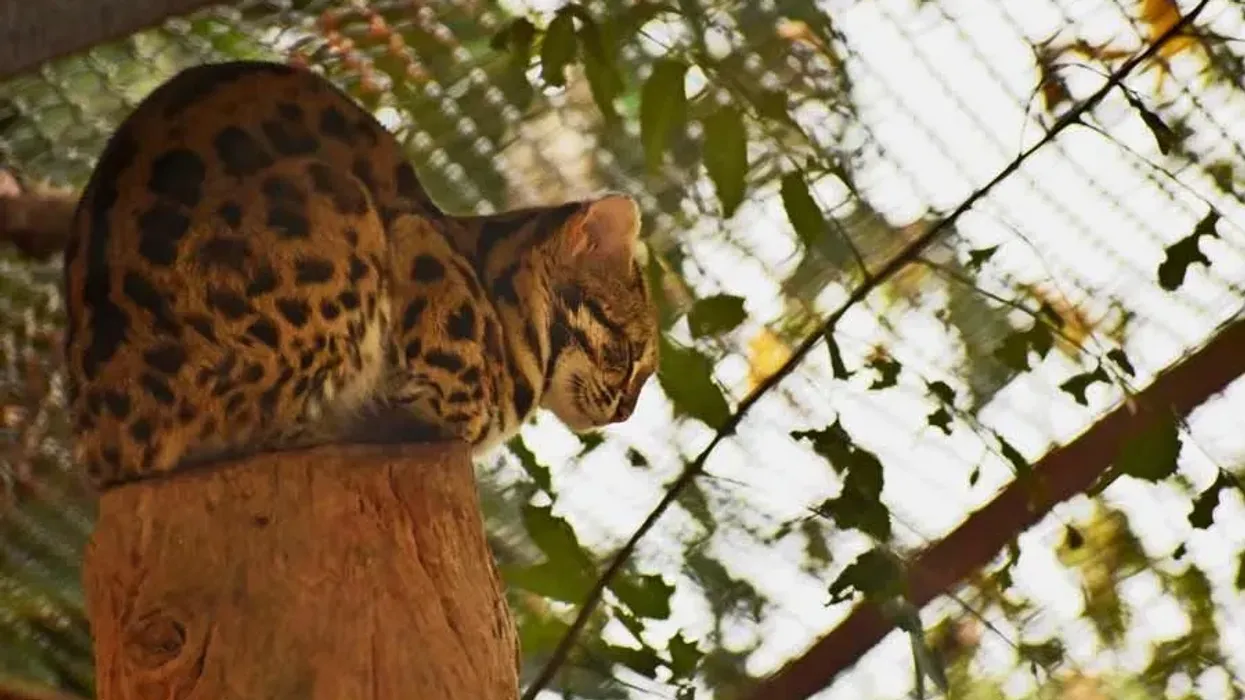 Fun Leopard Cat Facts For Kids | Kidadl