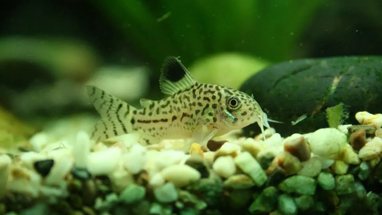 Leopard catfish facts about a tropical freshwater fish.