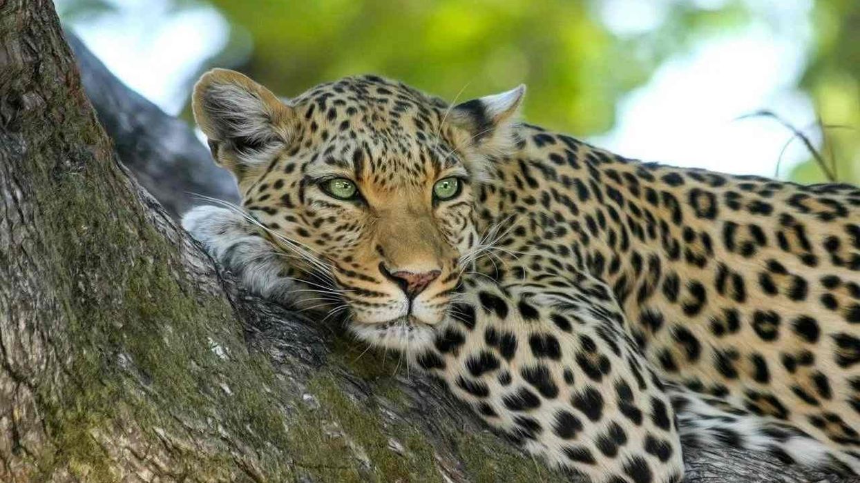 Leopard facts shed light on this amazing mammal.