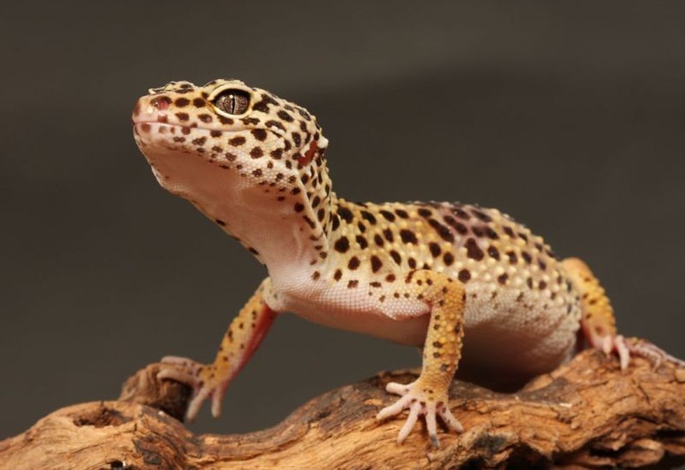 leopard gecko sitting on a branch