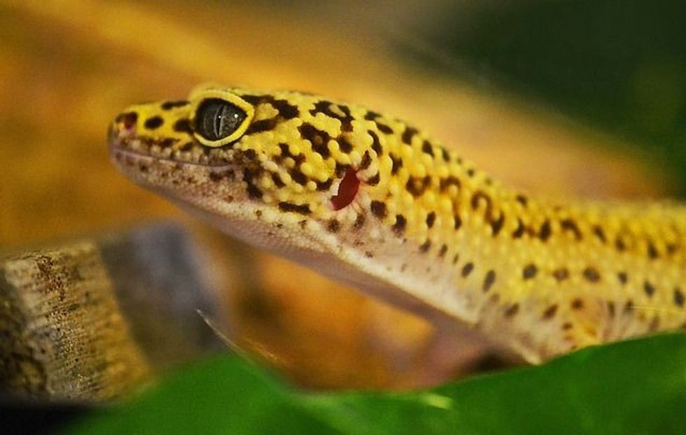 Leopard gecko substrate is an essential component of the habitat of these reptiles.