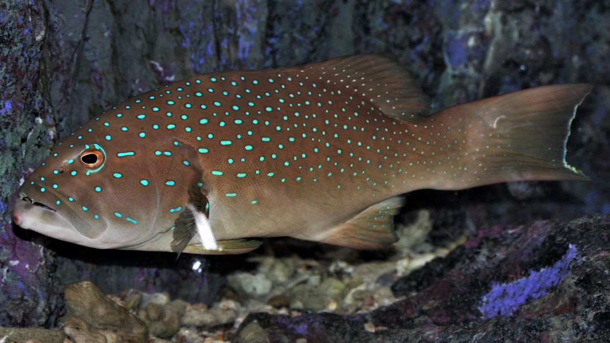 Leopard grouper facts about a popular fish in the food industry.
