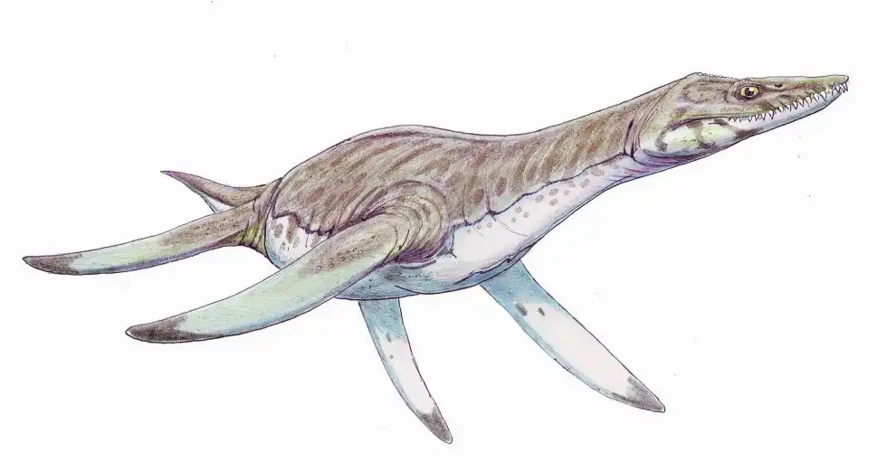Leptocleidus facts are about this dinosaur with four flaps, helping them swim better
