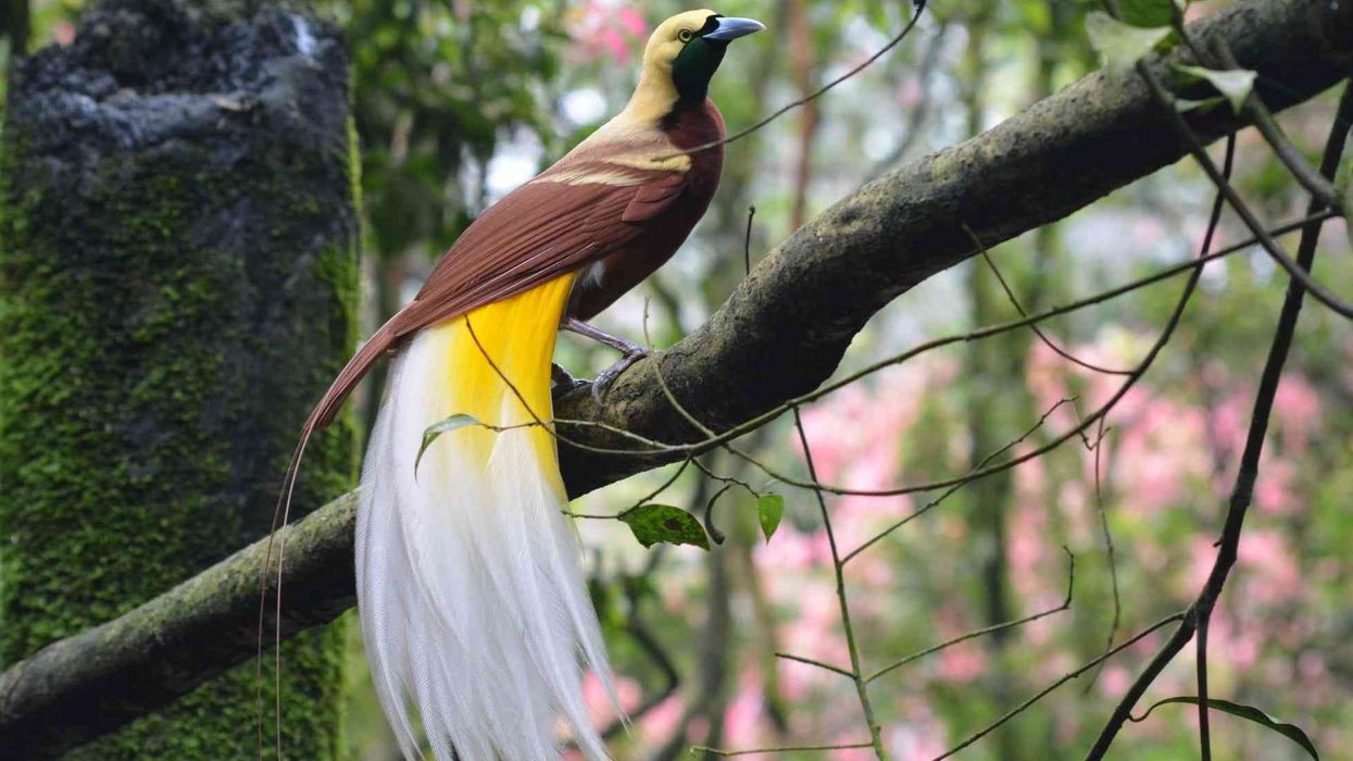 Lesser bird-of-paradise facts about the unique and beautiful bird species.