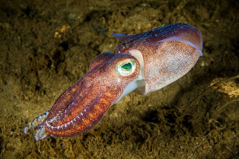 Lesser bobtail squid underwater.