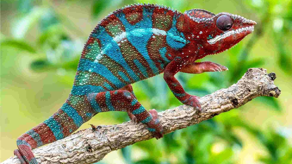 Lesser chameleon facts are fascinating.