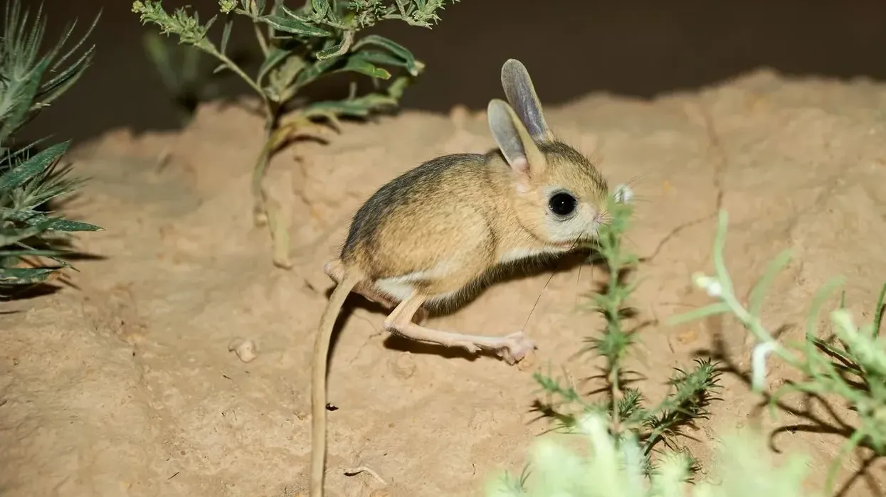 Lesser Egyptian Jerboa facts about a small rodent species.