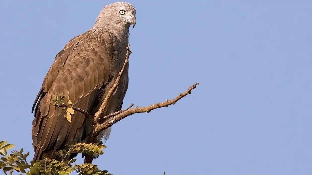Lesser fish eagle facts are great for kids.
