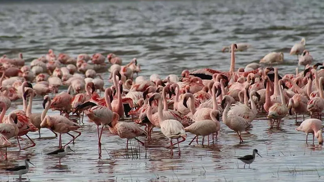 Lesser flamingo facts are interesting to read.