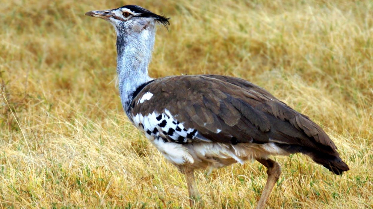 Lesser florican facts about a bustard species native to the Indian subcontinent.