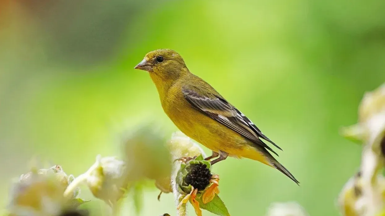 Lesser Goldfinch facts about the North American birds.