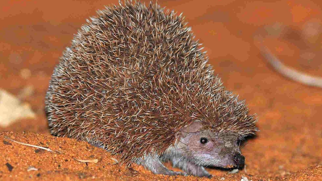Lesser Hedgehog tenrec facts about a cute species of hedgehog.