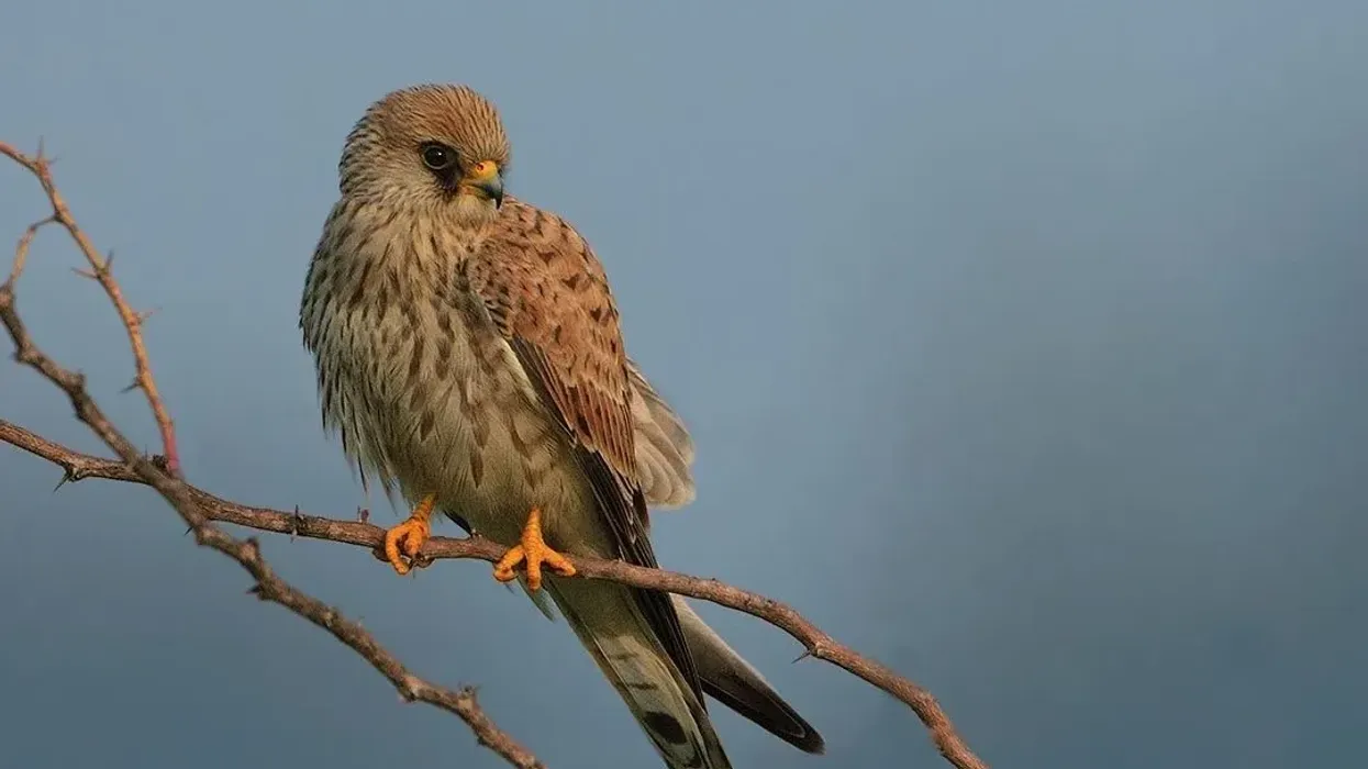 Lesser Kestrel facts about a small falcon species a winter migrant to Africa.