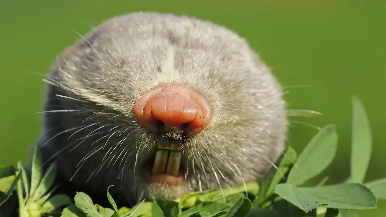 Lesser Mole-rat facts about a rat species with extremely small in size and blind.