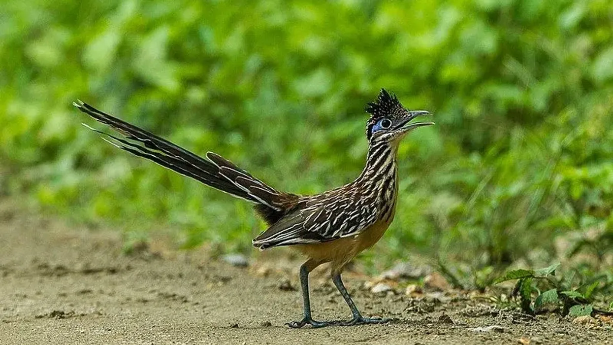 Lesser roadrunner facts are fun to read for bird enthusiasts.