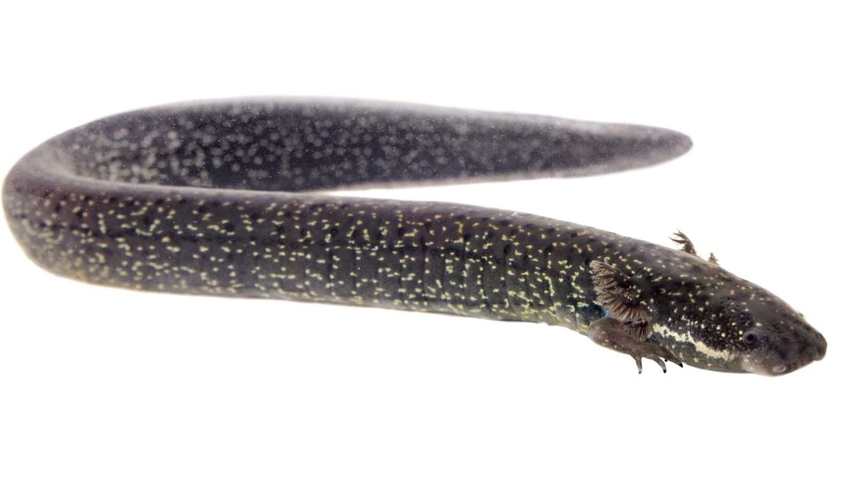 Lesser siren facts about the member of the North American species of aquatic salamanders.