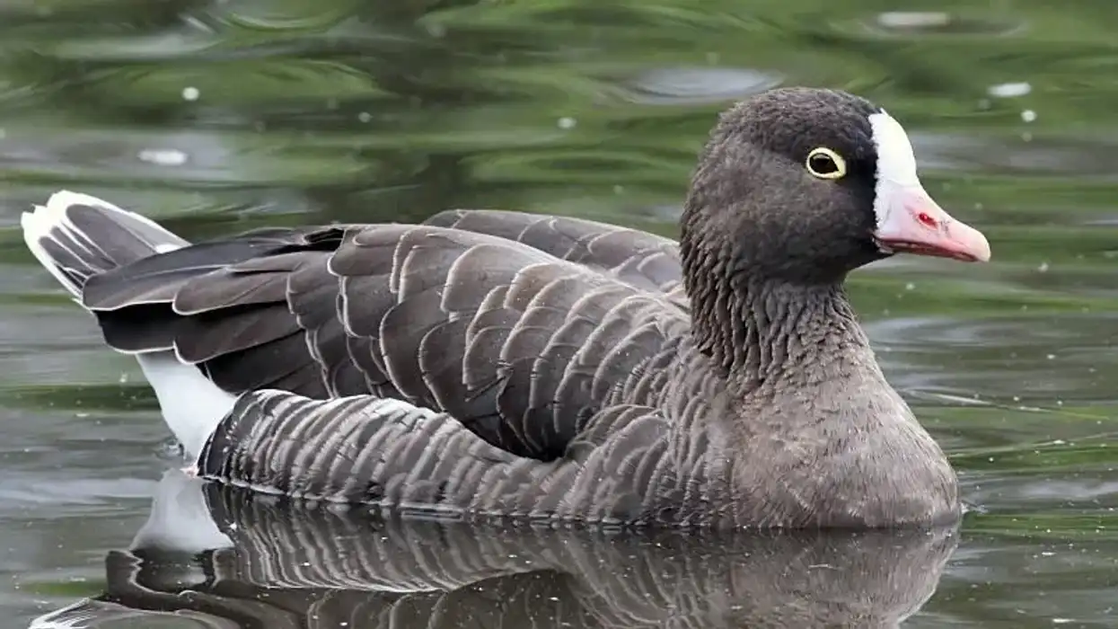 Lesser white-fronted goose facts are interesting.