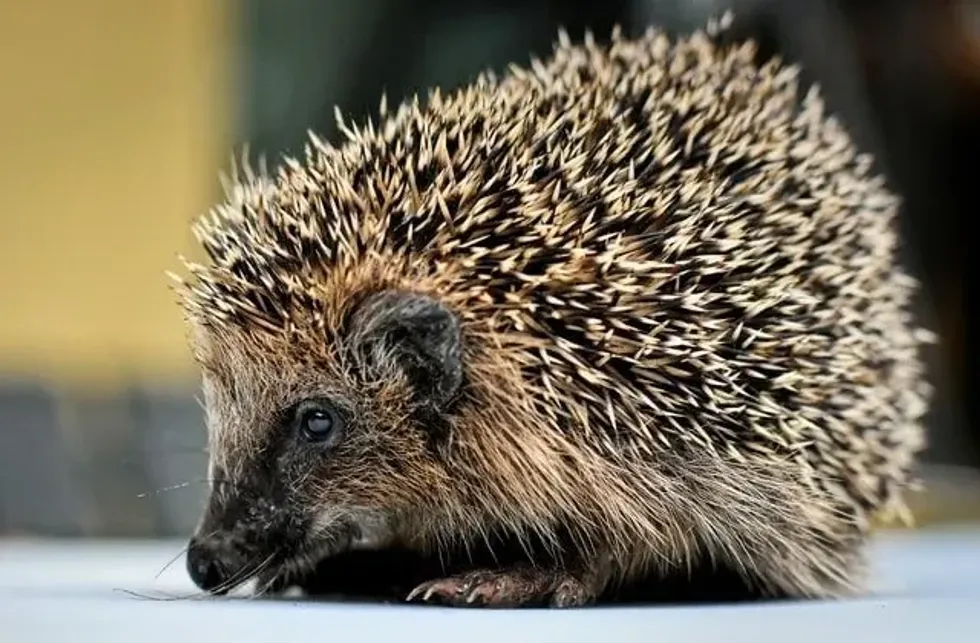 Let's gather some new information about the porcupine diet.