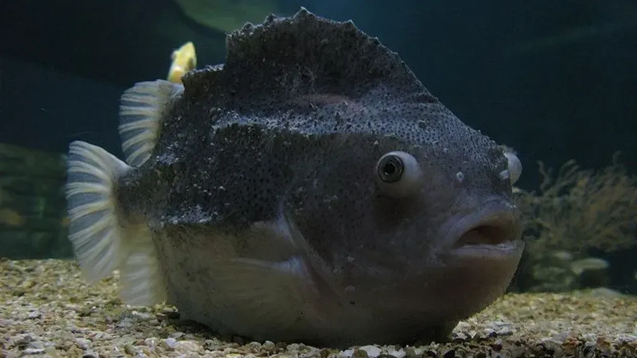Let's take a look at some interesting lumpfish facts.