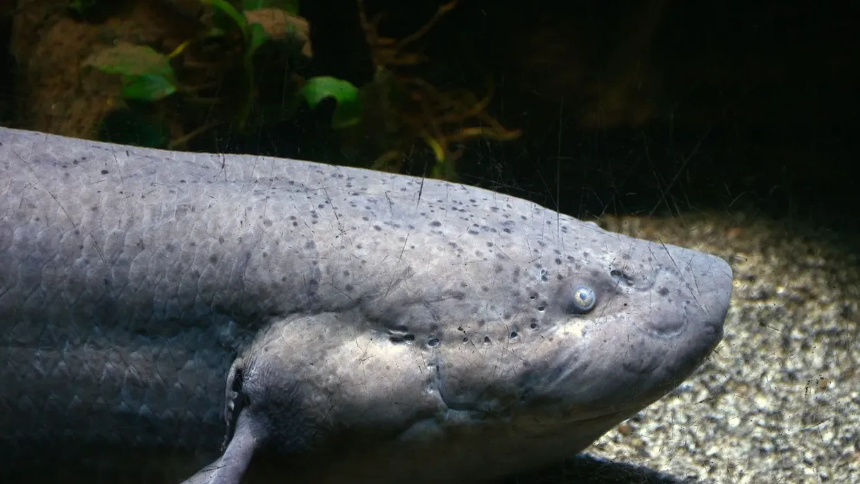 Let us fascinate you with some exciting African lungfish facts.