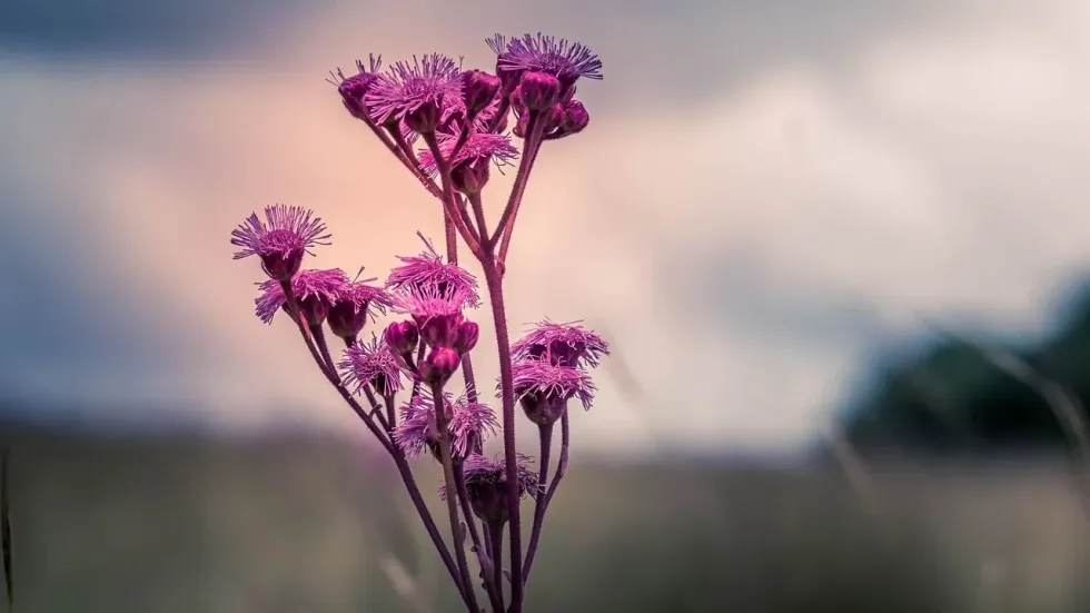 Let us learn some amazing ironweed plant facts.
