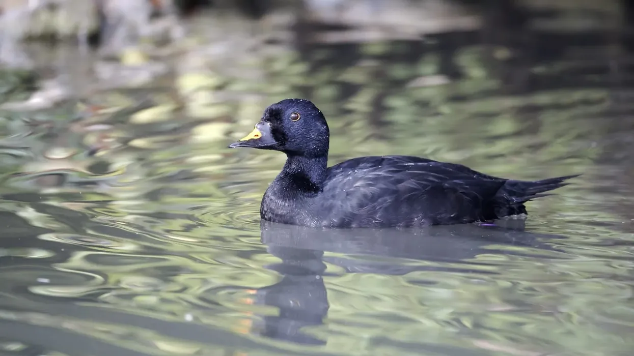 Let us read some excite-wing common scoter facts!
