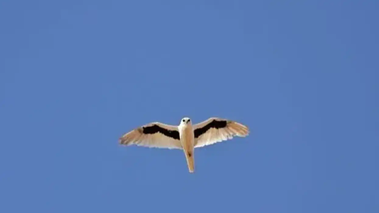 Letter-winged kite facts are amazing.