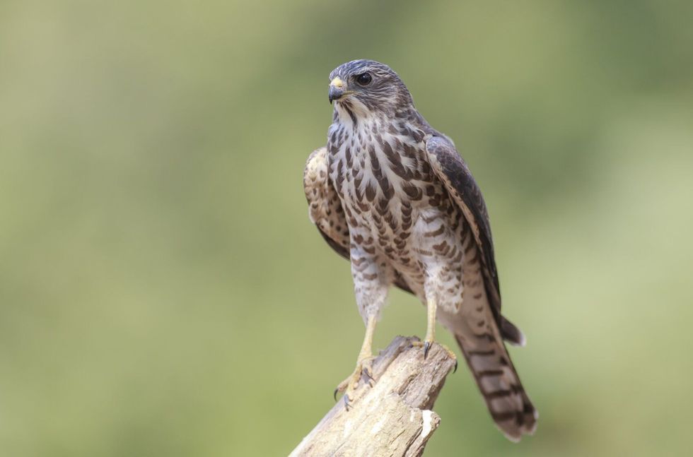 Levant Sparrow hawk on a tree branch.