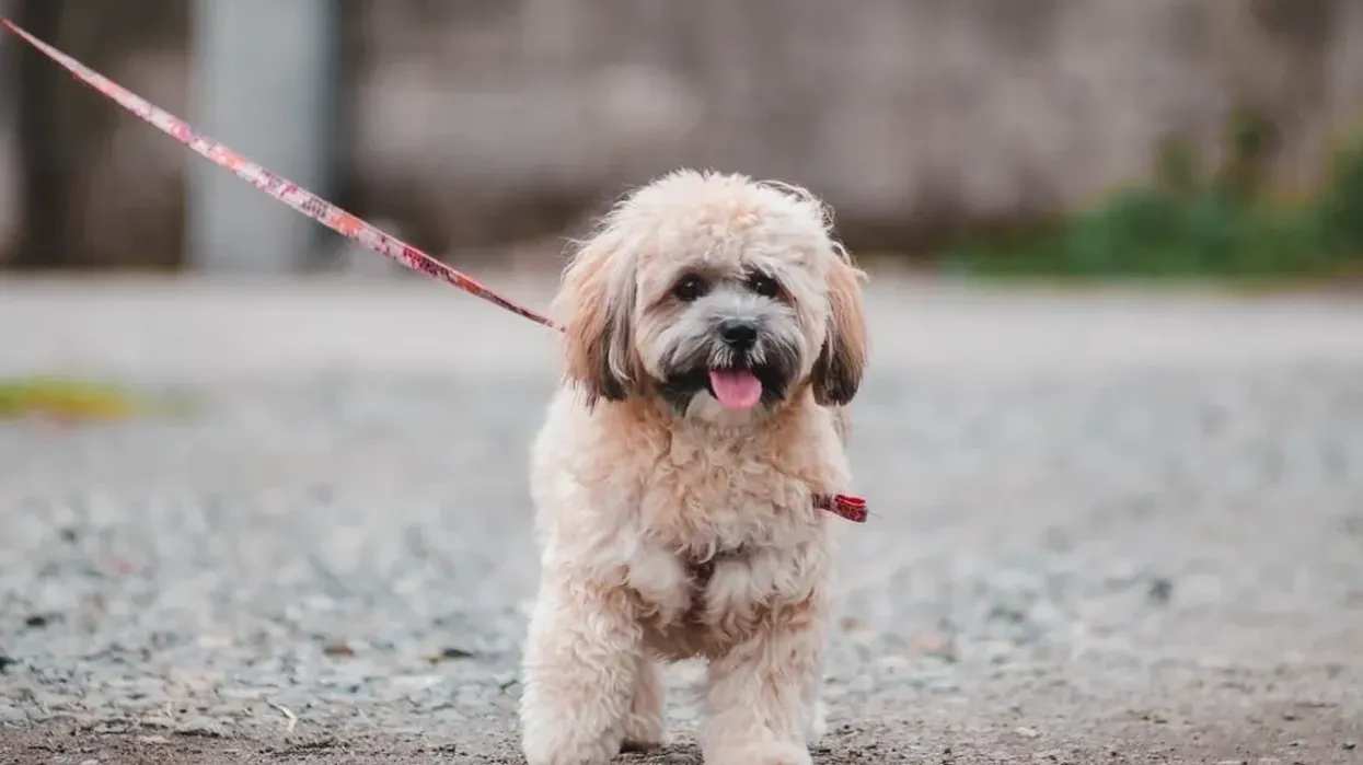 Lhasa Poo facts are really interesting for any dog lover.