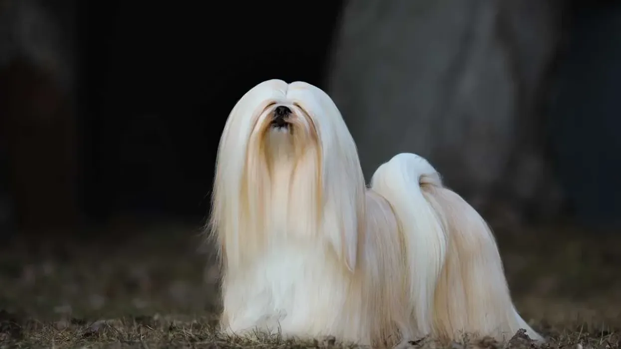 Lhasapoo facts about the Lhasa Apso Poodle designer breed