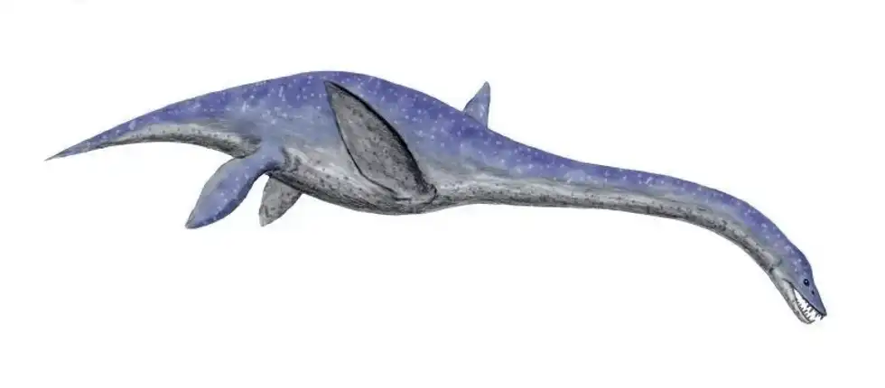 Libonectes facts are about this dinosaur that had a very long neck.