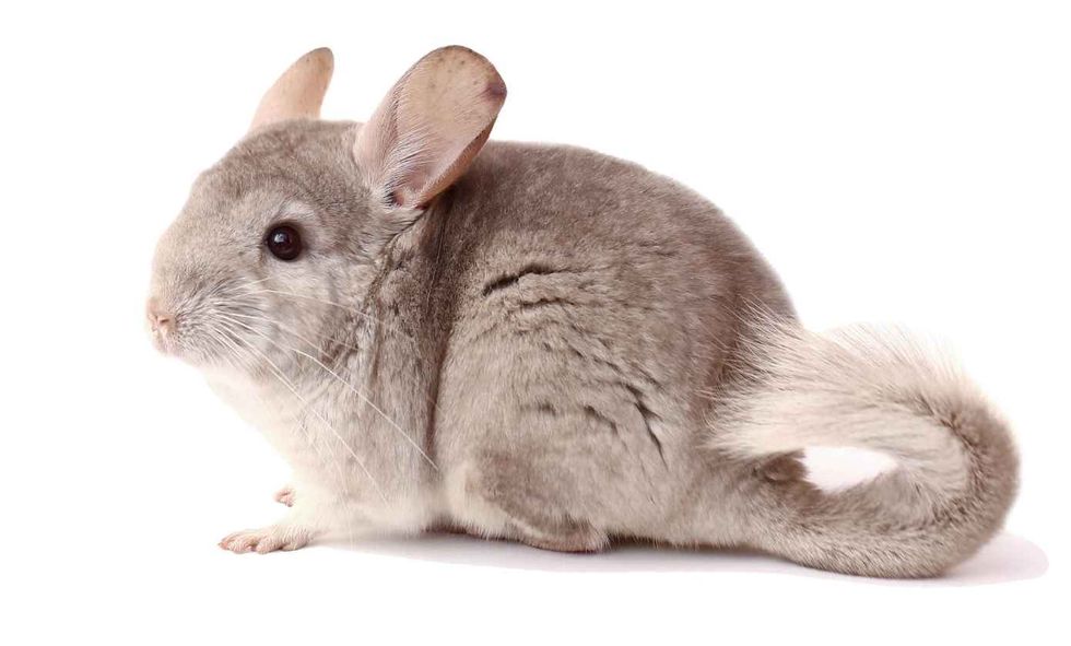 Light chinchilla on white background