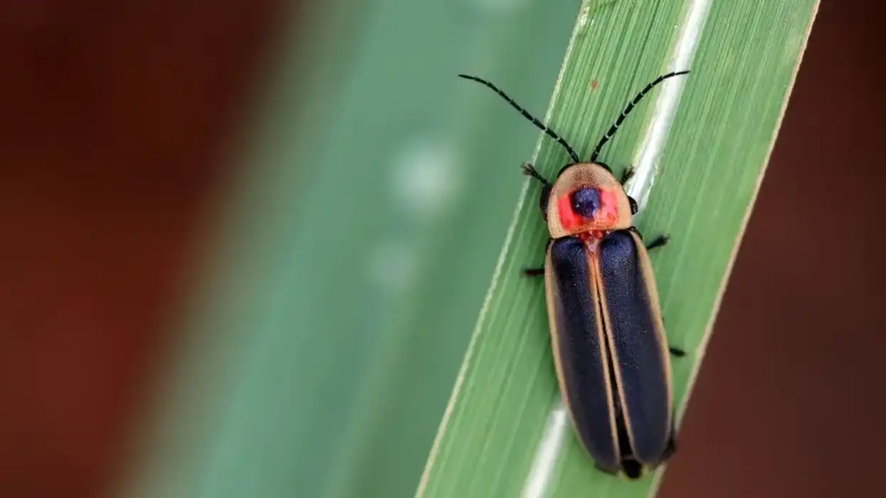 Lightning bug facts like they produce a cold light are interesting.