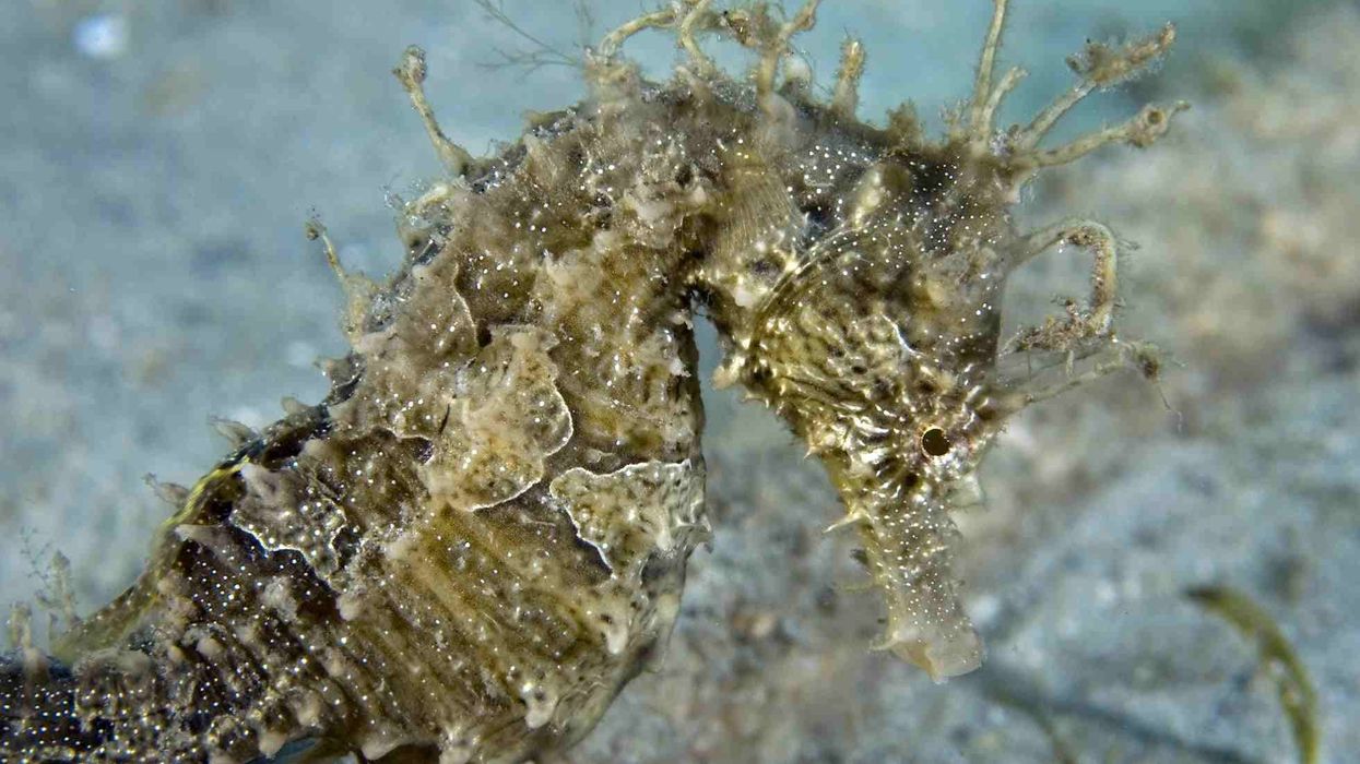 Lined seahorse facts that are interesting and amusing for everyone.