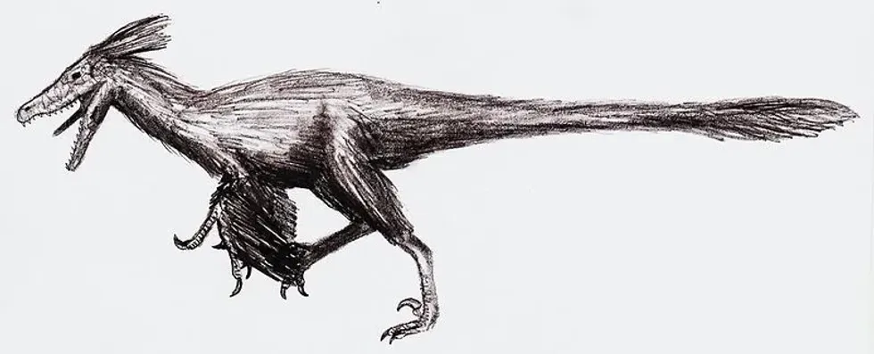 Linheraptor facts include that it closely resembles a Velociraptor and a Tsaagan which belong to the same family.