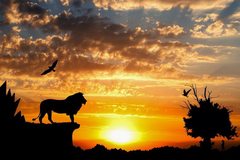 Lion on the cliff during sunset
