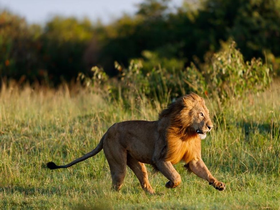 Lion running in jungle amazing fact