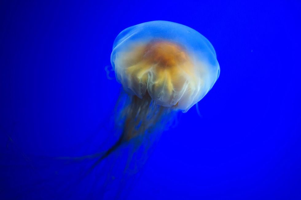 Lion's mane jellyfish.